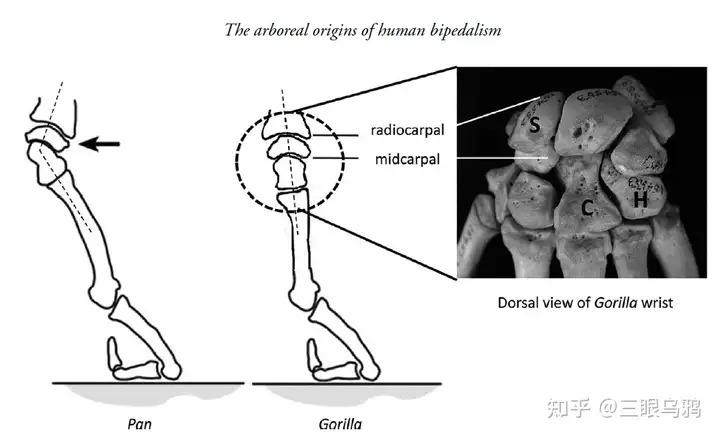 Chuột sử dụng chi trước để cầm thức ăn