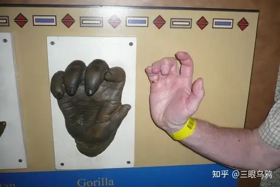 Bàn chân trước của hải ly hỗ trợ đào bới và xây đập