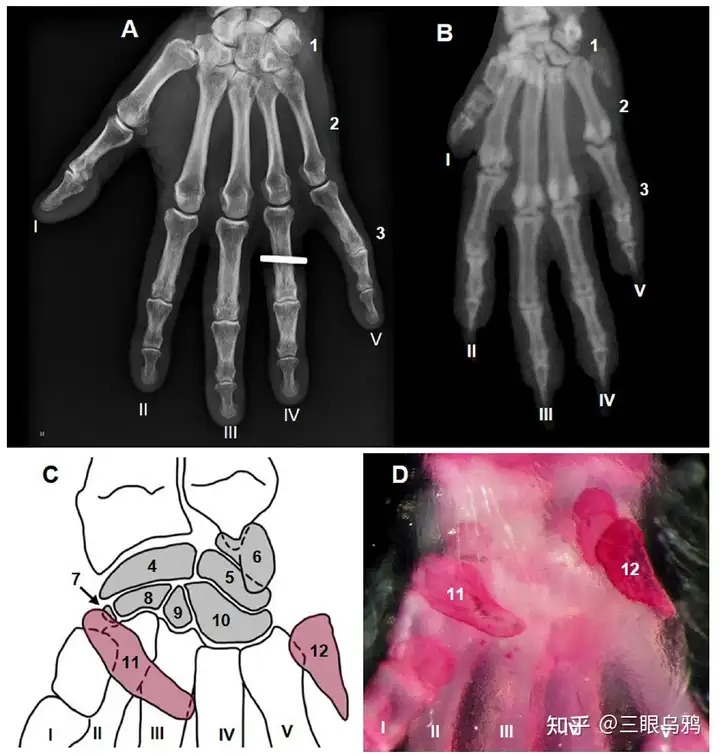 So sánh cấu trúc bàn tay linh trưởng và gặm nhấm