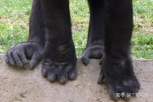 Bàn tay khỉ cầm trái cây