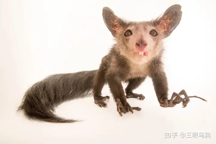 So sánh đường dẫn truyền thần kinh giữa hai nhóm động vật