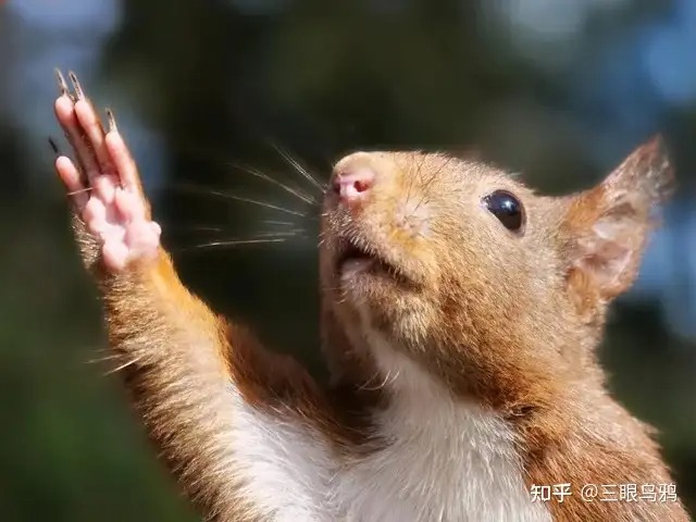 Ảnh mô tả cấu trúc thần kinh chi trước