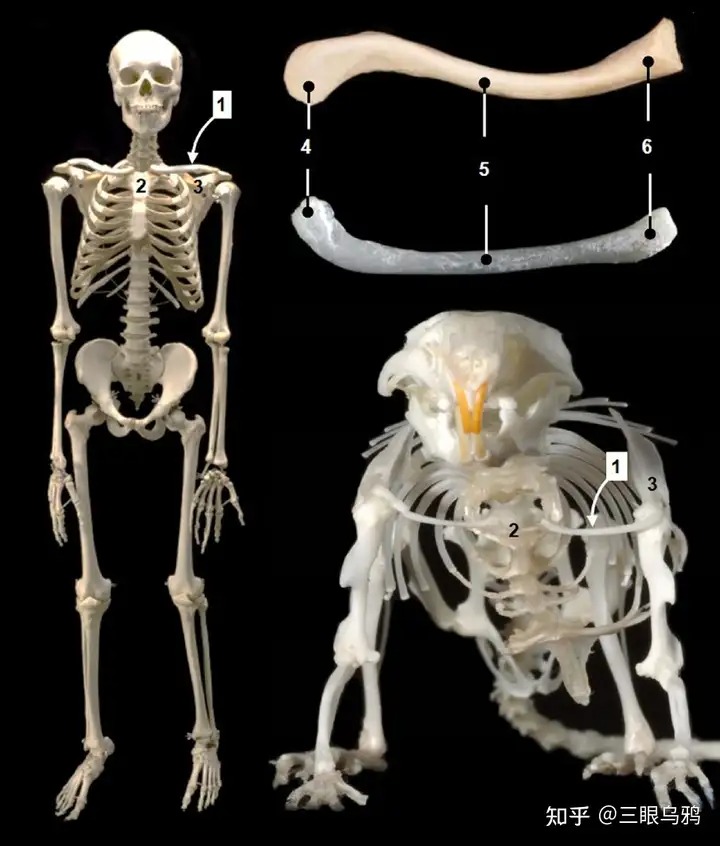 Bàn tay tinh tinh với khả năng cầm nắm