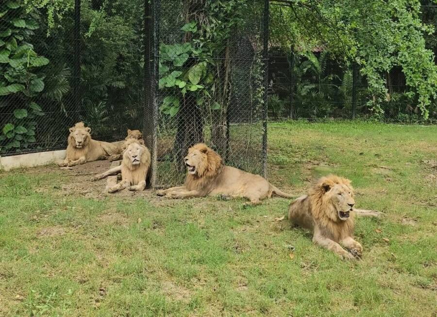 Thảm kịch tại sở thú Thái Lan: Sư tử tấn công người quản lý, dấy lên lo ngại về an toàn động vật hoang dã- Ảnh 3.