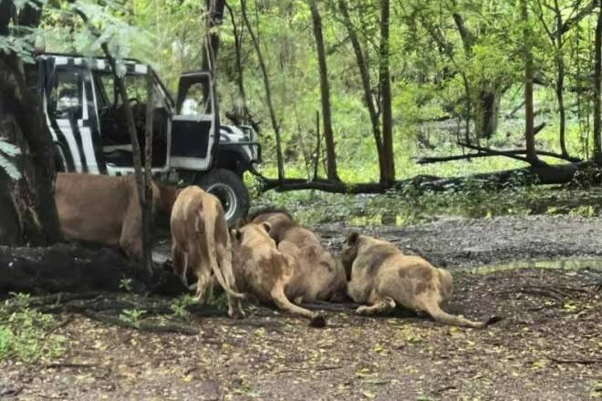 Ảnh chụp màn hình từ video trên mạng xã hội về vụ sư tử tấn công.