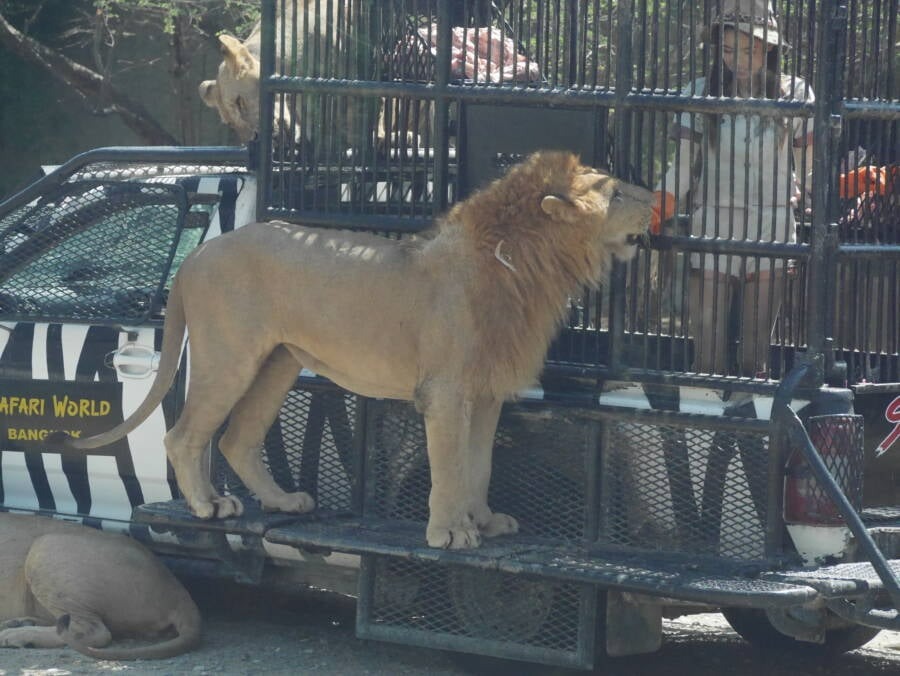 Một người trông coi sở thú đang cho sư tử ăn trong lồng ở Safari World.