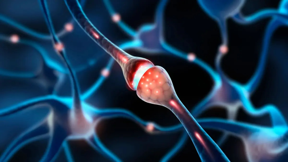 Nụ hôn giữa các tế bào thần kinh