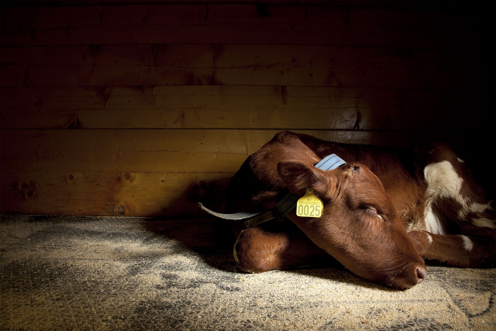 Chiến lược sinh thái của giấc ngủ