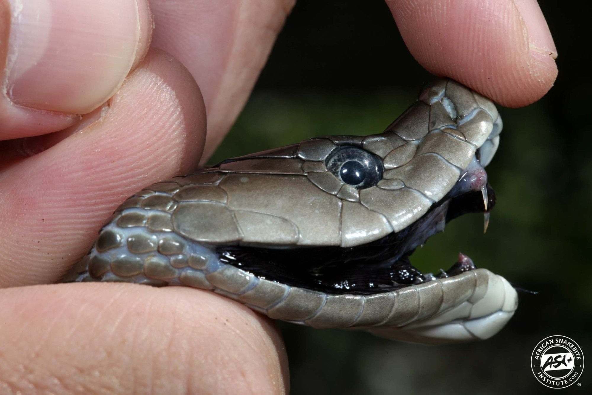 Ảnh minh họa về tác động nọc độc rắn mamba lên cơ thể Tác động nọc độc rắn mamba