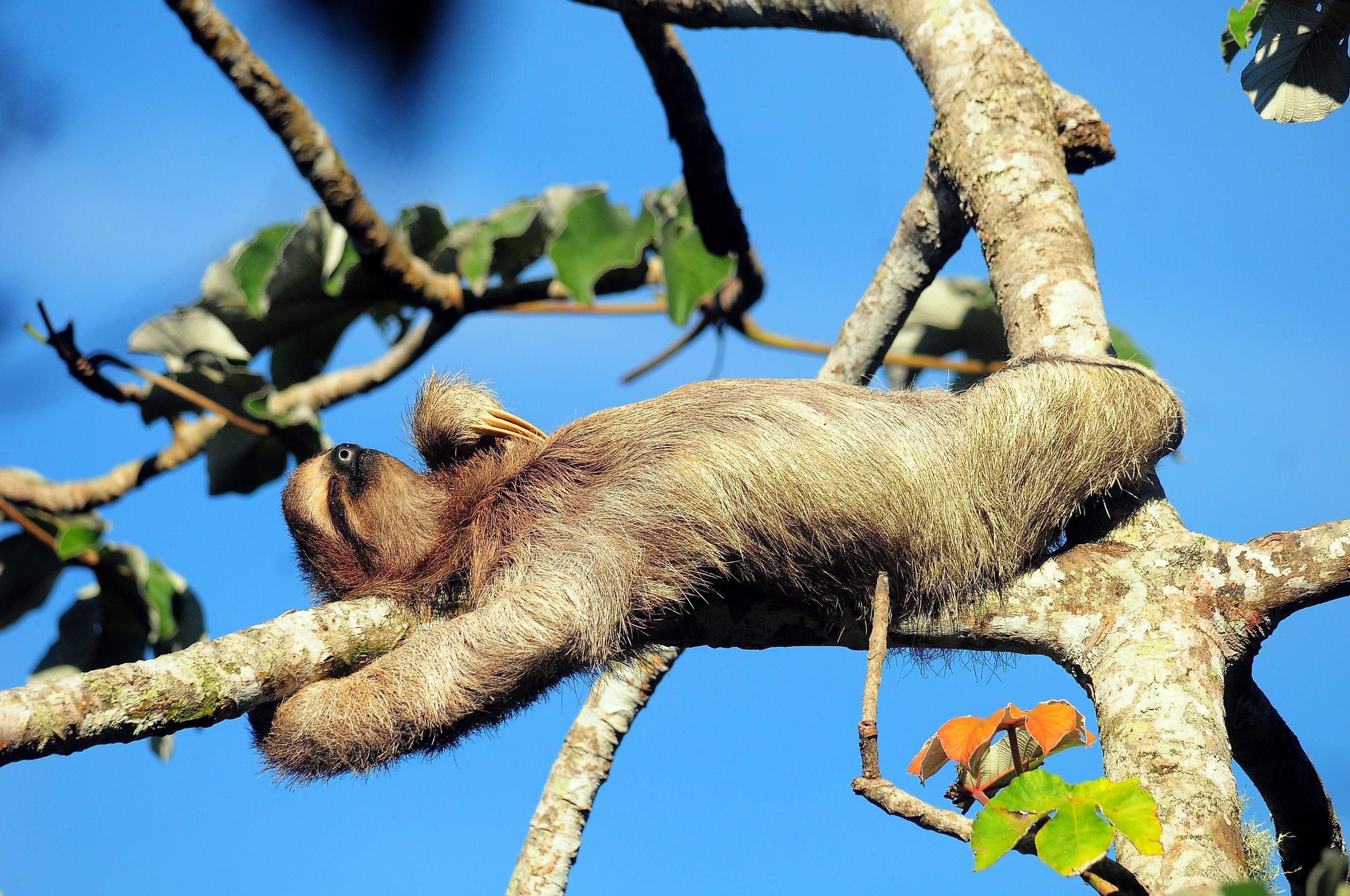 Giấc ngủ – chiến lược sống hoàn hảo