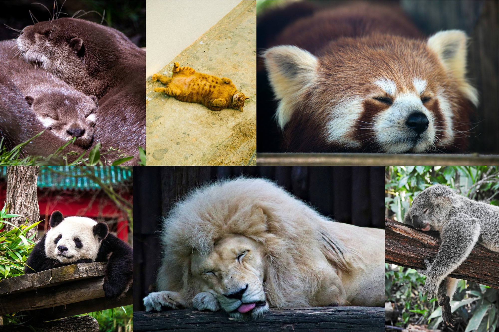 Sinh vật đa dạng đều cần giấc ngủ