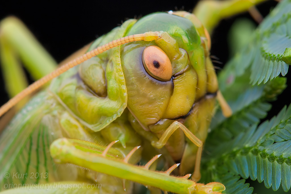 Chiếc lều lá do dế tạo ra