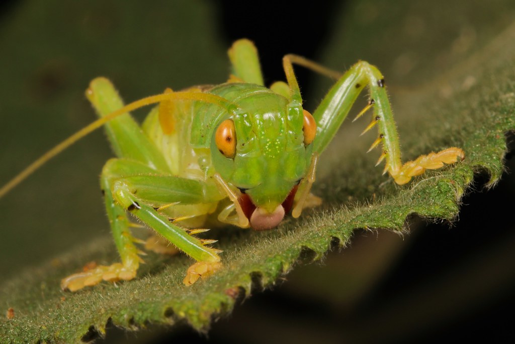 Dế cuốn lá đang lựa chọn lá để cuộn