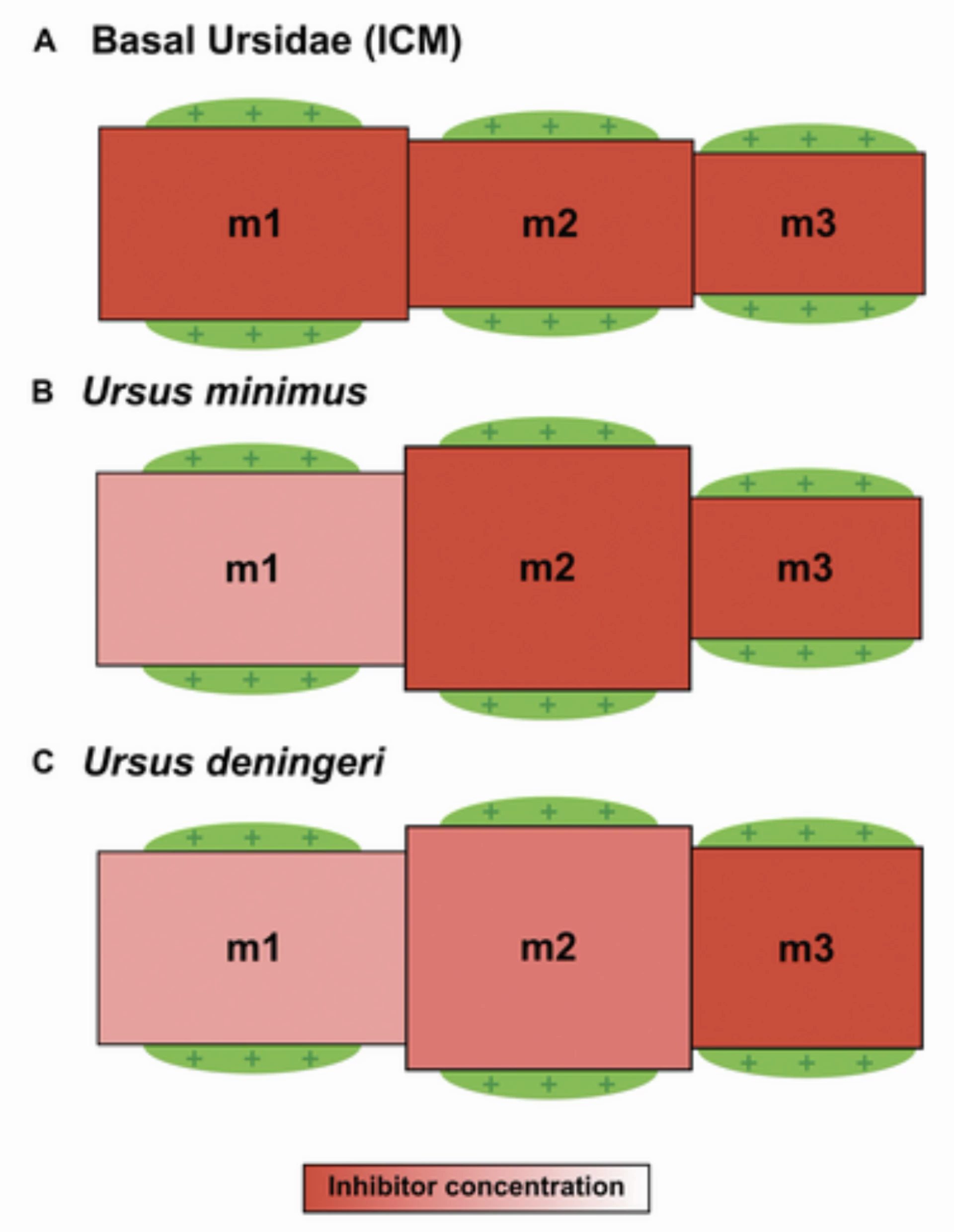 Phân tích biến đổi kích thước răng hàm