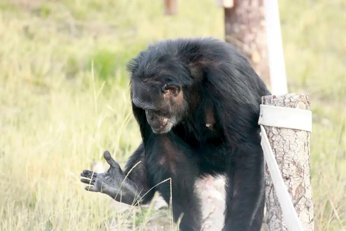 Tại sao con người mất khả năng cử động từng ngón chân riêng biệt?- Ảnh 1. Tinh tinh dùng chân như bàn tay