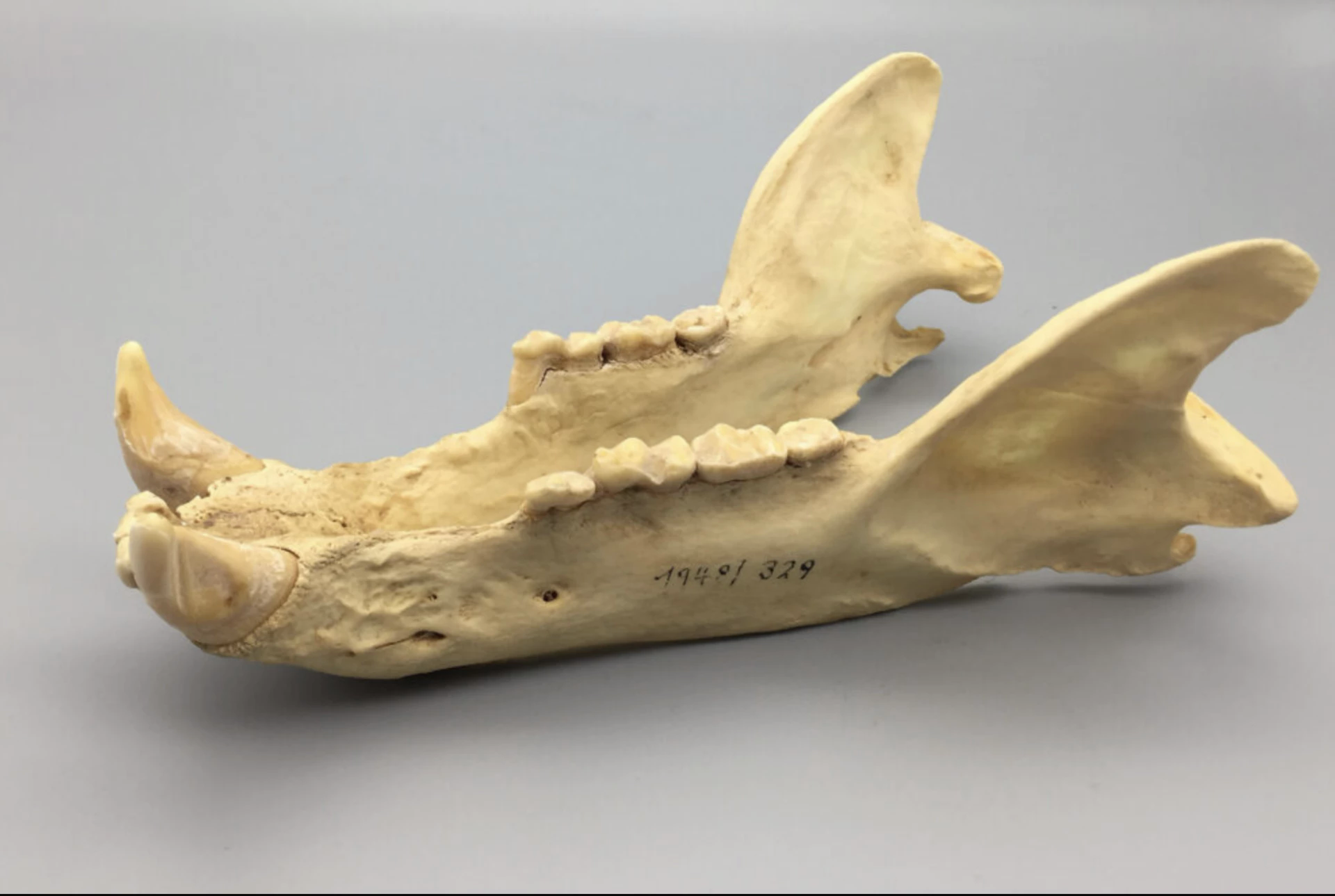 Răng hàm lớn ở gấu Ursus deningeri