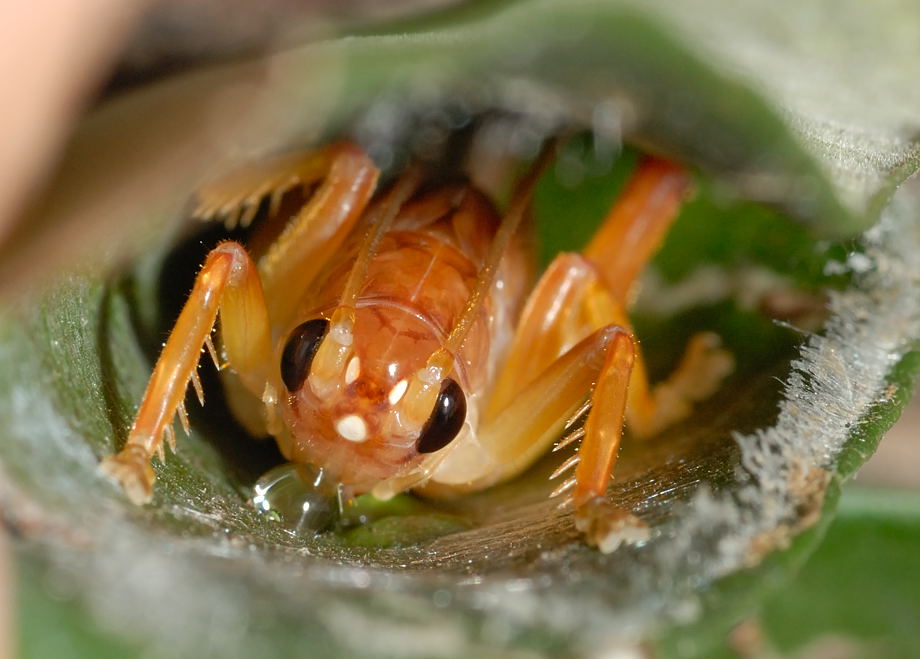 Ấu trùng được bảo vệ bởi lều lá